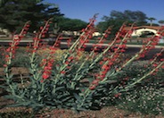 Penstemon wrightii