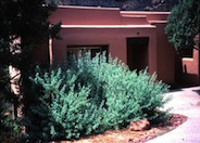 Rhus trilobata