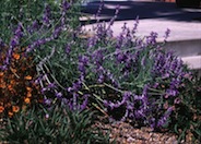 Sage Texas Violet