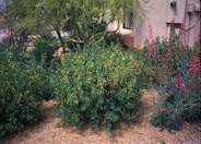 Senna oliogophylla