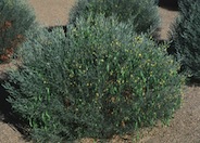 Silver Leaf Senna