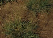 Sporobolus airoides