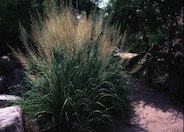 Sporobolus wrightii