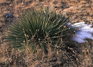 Yucca glauca