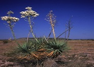 Yucca thompsoniana