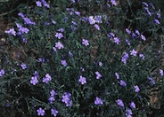 Linum lewisii