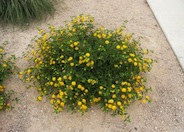 Lantana hybrid