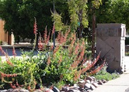 Firecracker Penstemon