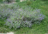 Salvia clevelandii