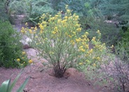 Senna wislizenii