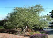 Olea europaea