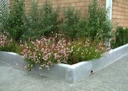 Gaura lindheimeri