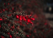 Eremophila maculata v. brevifolia