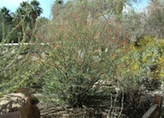 Fouquieria macdougalii