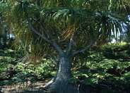 Pony Tail or Bottle Palm, Beaucarne