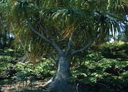 Beaucarnea recurvata