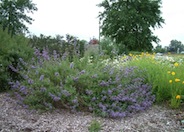 Salvia X clevelandii 'Allen Chickering'