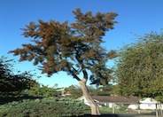 Casuarina cunninghamiana