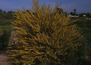 Needle Acacia
