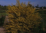 Acacia rigens