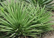 Agave bracteosa