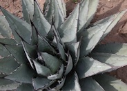 Agave neomexicana