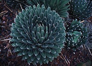 Agave victoriae-reginae