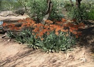 Aloe striata