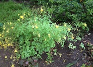 Aquilegia chrysantha