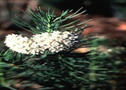 Asclepias linaria