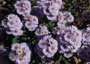 Aster praealtus