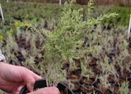 Atriplex polycarpa