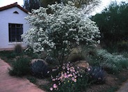 Bauhinia lunariodes 'White'