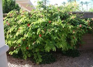 Calliandra haematocephala