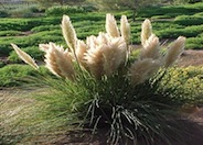 Cortaderia selloana pumila