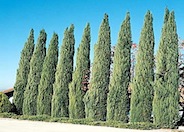 Cupressus sempervirens