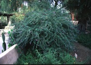 Dalea bicolor 'Monterrey Blue'