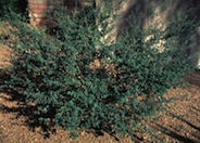 Dalea dorycnioides 'Cerro Azul'