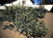 Dalea lutea 'Sierra Moonrise'