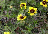 Green Brittlebush