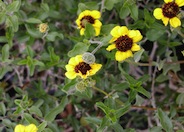 Encelia frutescens