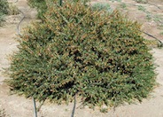 Eremophila maculata 'Winter Gold'