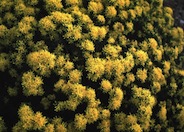 Turpentine Bush