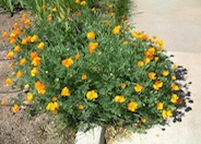 Eschscholzia mexicana