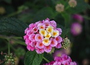 Lantana camara