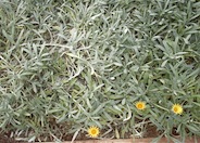 Gazania rigens leucolaena