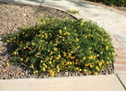 Lantana 'Dwarf Yellow'