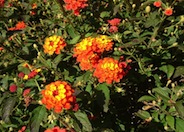 Radiation Lantana