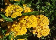 Lantana hybrid 'New Gold'