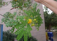 Leucaena retusa